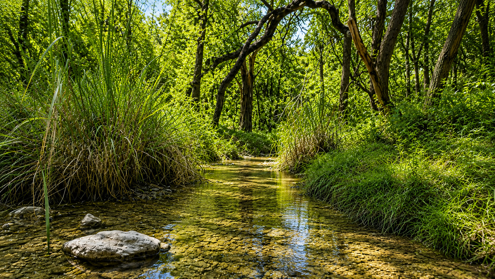 Wooded creek along the 8211 Valerio estate homesite